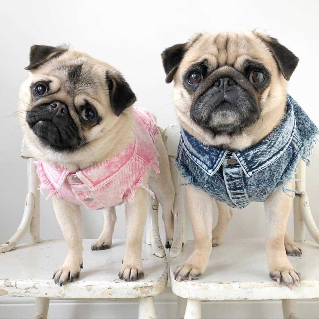 Pet Washed Denim Jacket Clothes
