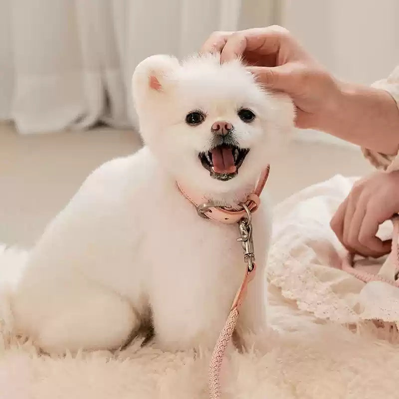 Pet Hand Holding Rope Dog Leash