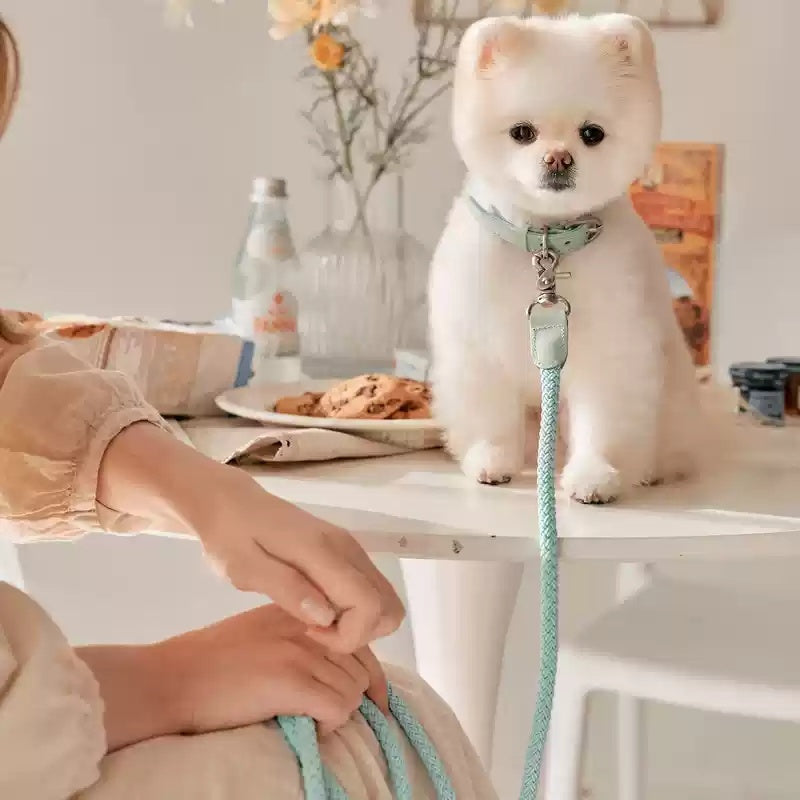 Pet Hand Holding Rope Dog Leash