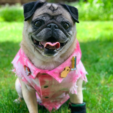 Pet Washed Denim Jacket Clothes