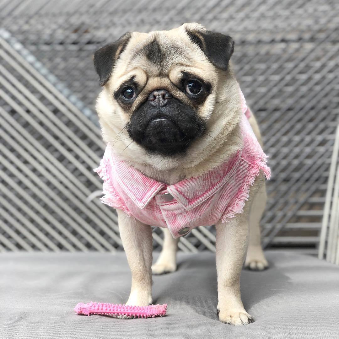 Pet Washed Denim Jacket Clothes