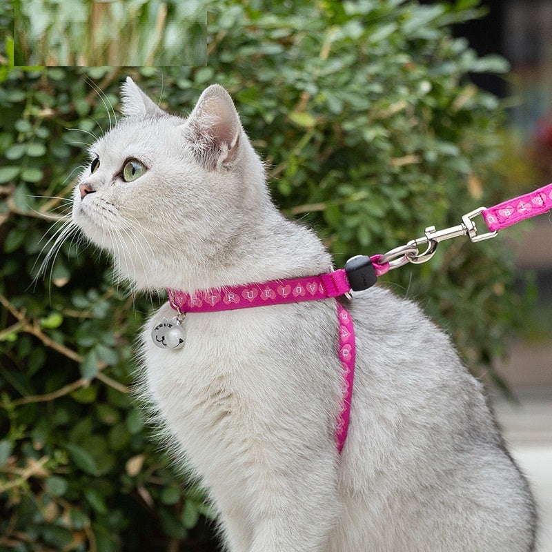 Pet Teddy Leash